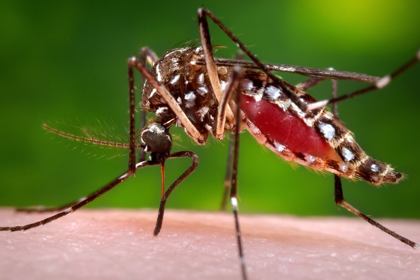 A female Aedes aegypti mosquito