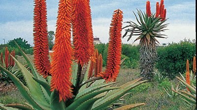 Aloe - Gardening Australia