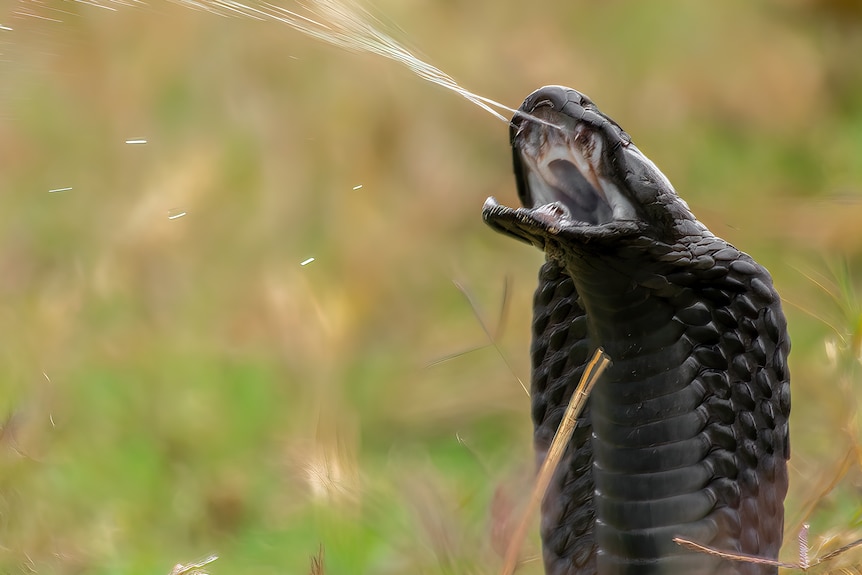 A rearing black cobra spraying venom from its fangs