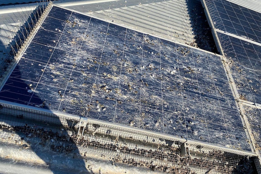 Solar panels covered in bird droppings.