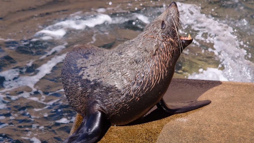 New Zealand fur seal