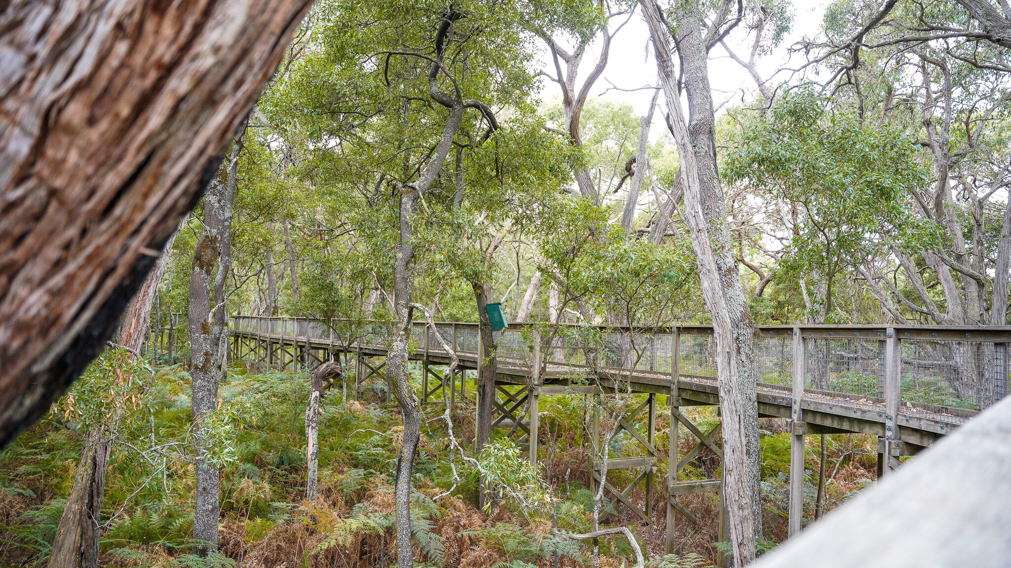 Home to serious rainfall, Mount Gambier is a walker's paradise ABC Everyday