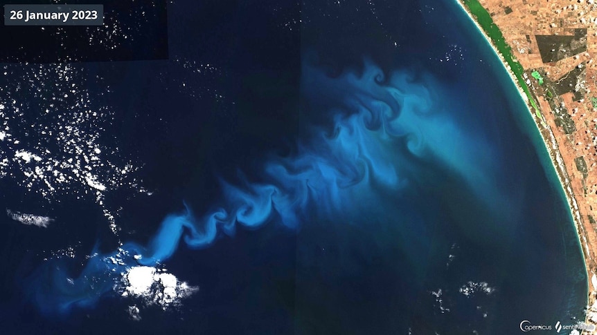 A satellite image of a blight blue swirl in the ocean caused by phytoplankton. 
