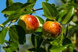 Small round apple-like fruits grow on leafy tree branches.