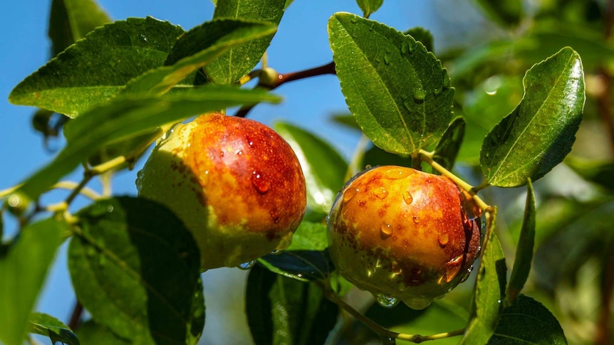 Small round apple-like fruits grow on leafy tree branches.