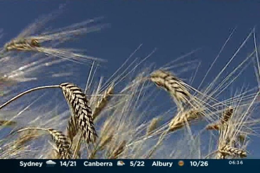 Grains outlook for 2014