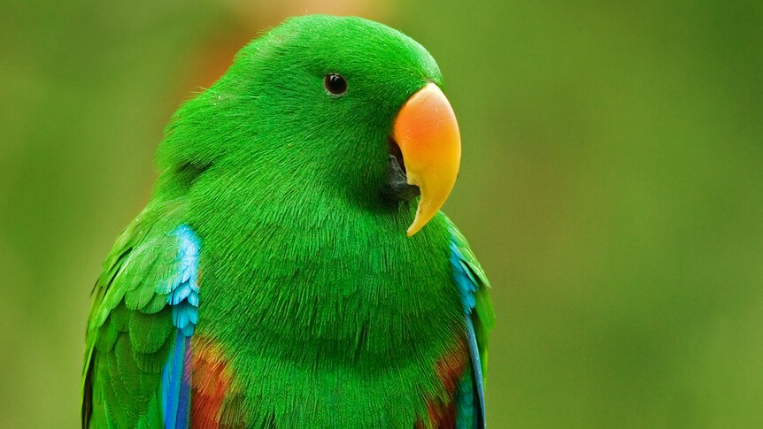Eclectus parrot, but the missing one has a black beak