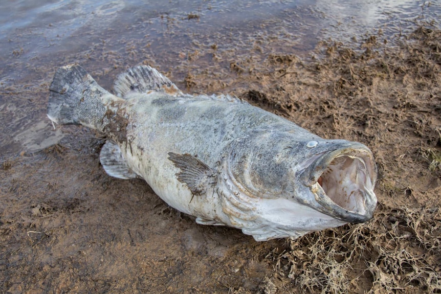 Large dead silvery fish with gaping mouth on a muddy dam bank