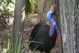 a cassowary looks through a wire fence
