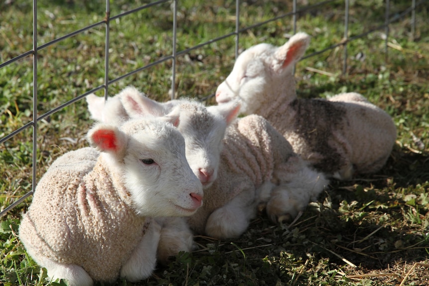 Four lambs snuggle together