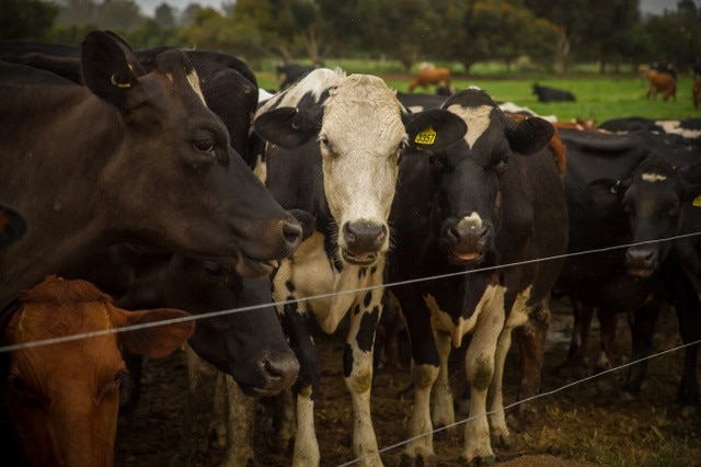 A group of cows stand behind a wire fence in a green paddock under overcast skies.