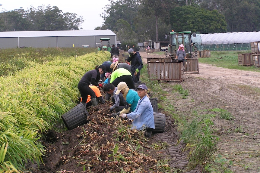 Asian workers picking ginger in a field.