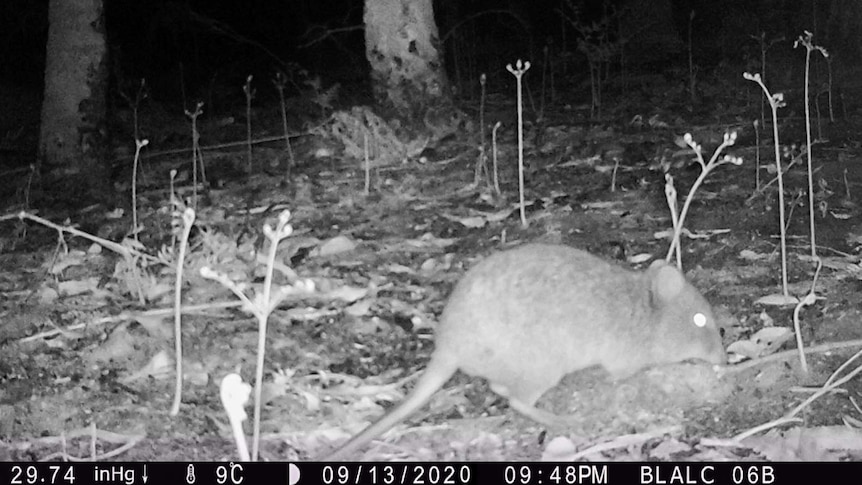 Potoroo in foreground of night motion-sensor camera image on recently burnt ground
