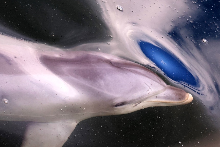 A dolphin swims with a fishing hook stuck in its mouth.