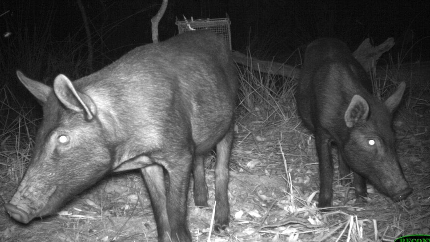 Wild pigs caught on camera in the Barmah National Park.