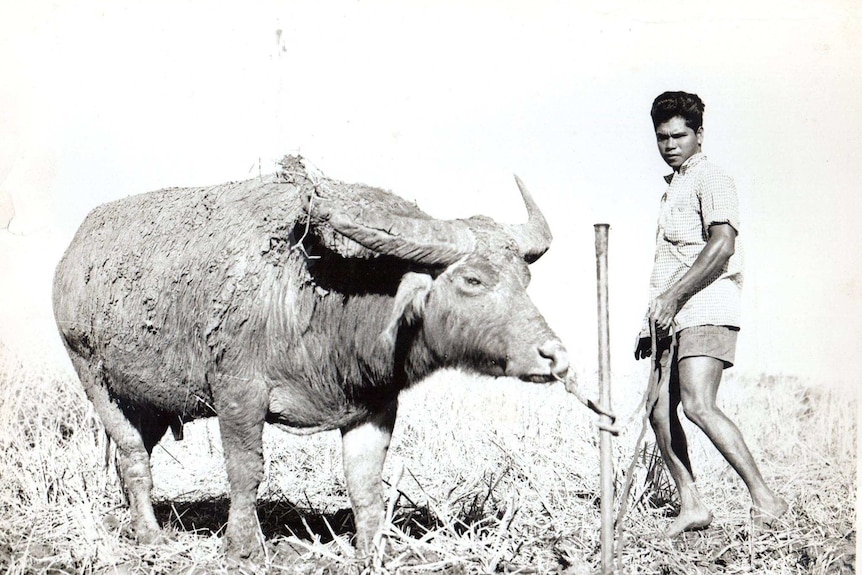 Peter Pangquee walks behind a buffalo he has tied to a pole.