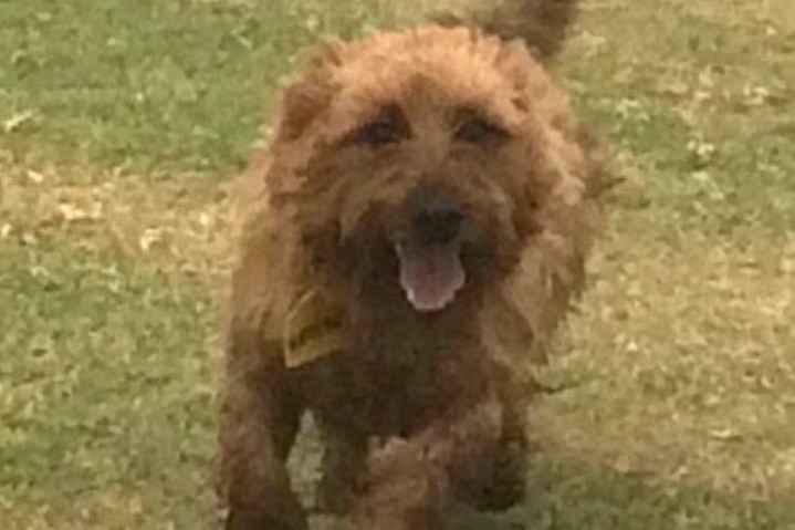 Rusty the dog running at a park