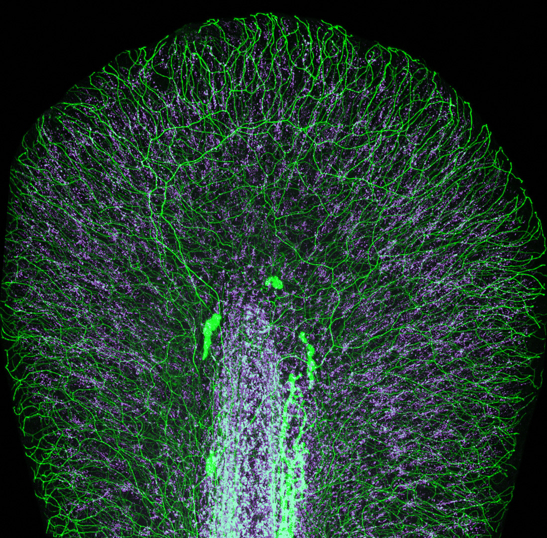 Tail fin of a zebrafish larva with peripheral nerves (green) and extracellular matrix (violet)