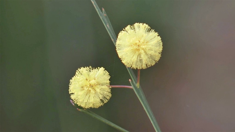 Yellow pompom-shaped flowers on green-grey stem