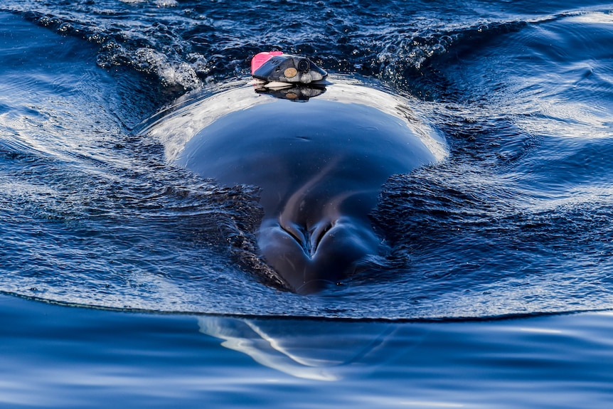 minke whale with tag on its back