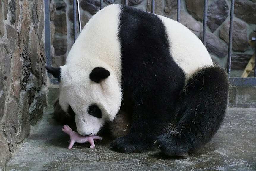Giant panda Aibang with newborn in China