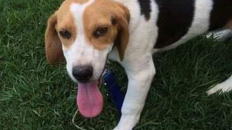 Beagle puppy stolen from house at Lara