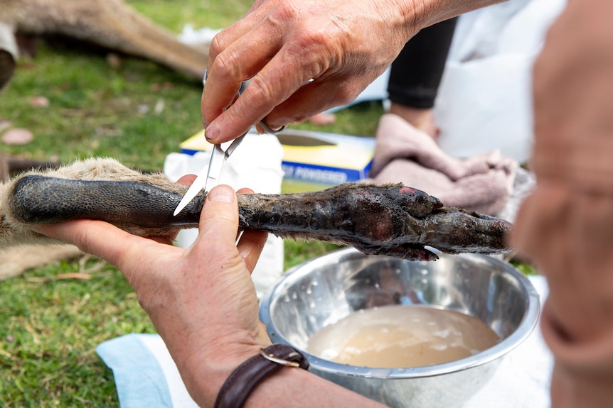 A vet cuts the dead burnt skin off a burnt roo's foot