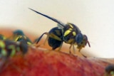 Fruit flies on a piece of red fruit