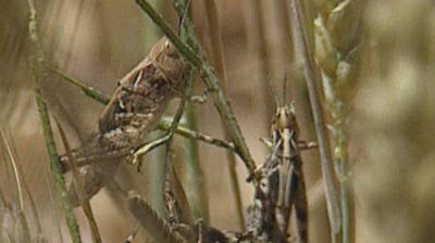 Locust plagues are threatening crops in the East Pilbara.