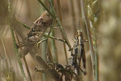 Farmers warned of rising locust numbers