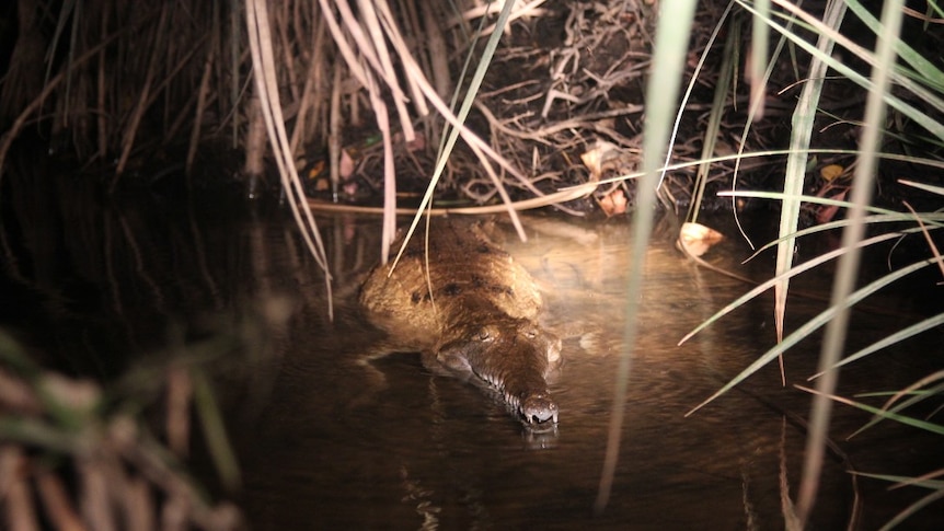 A freshwater crocodile in the Katherine River