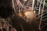 A freshwater crocodile in the Katherine River