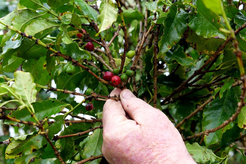 A hand holding a branch of red and green coffee beans.