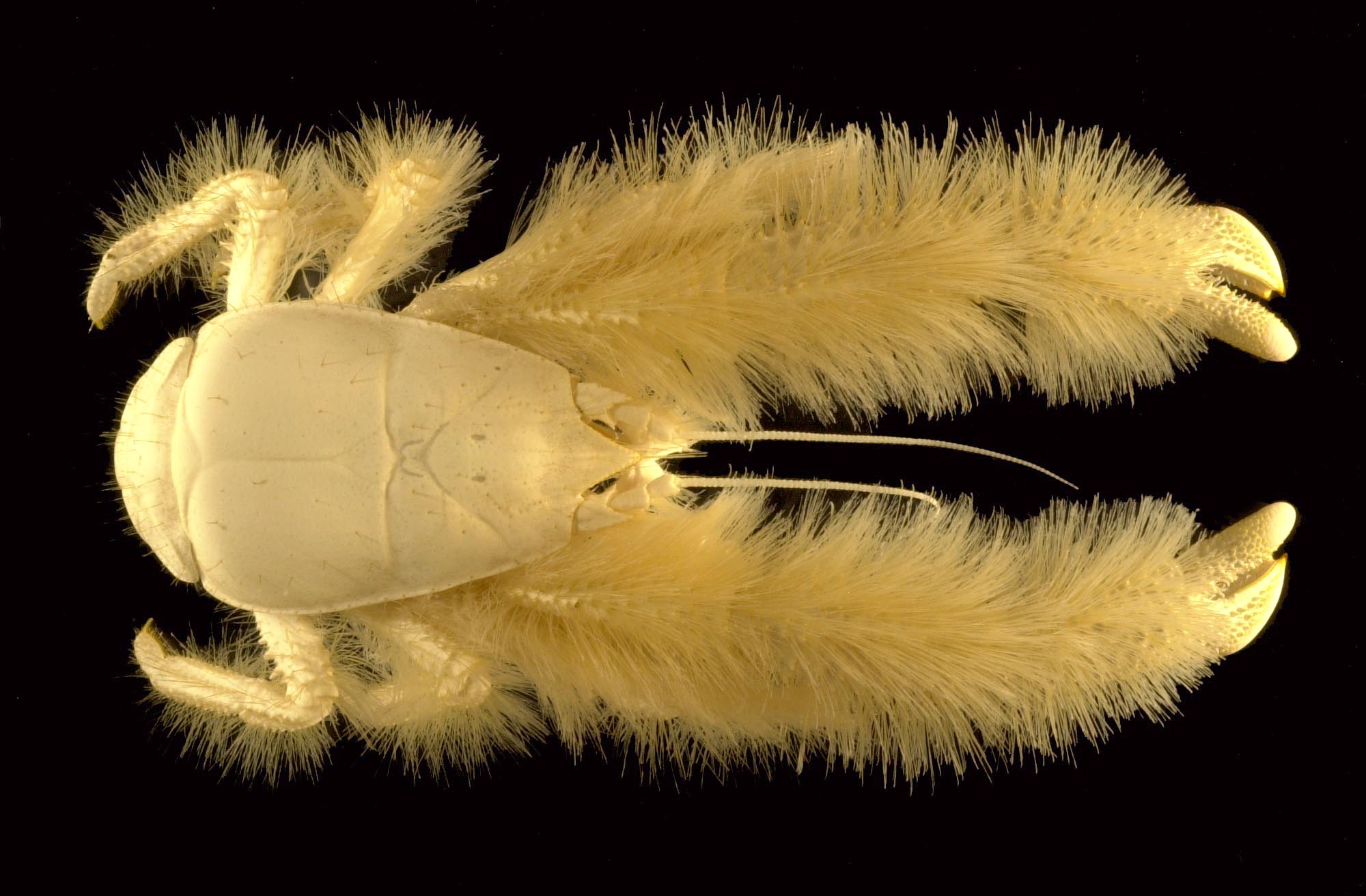 Why crustaceans keep evolving to look like crabs, and how to tell 'true