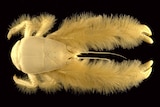 Kiwa hirsuta, also dubbed the 'yeti crab'.