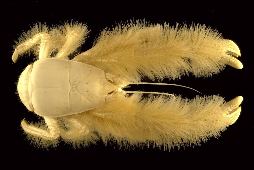 A crab-like creature with fur on its claws and legs