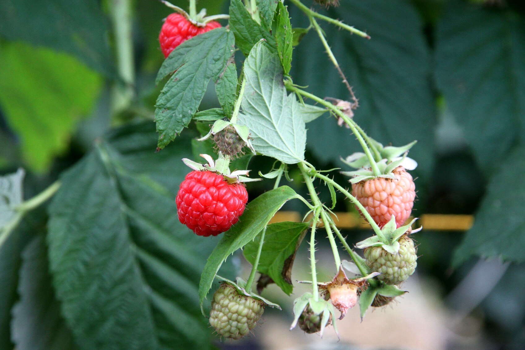 Sunshine Coast farmer putting pot plants in freezer to grow raspberries