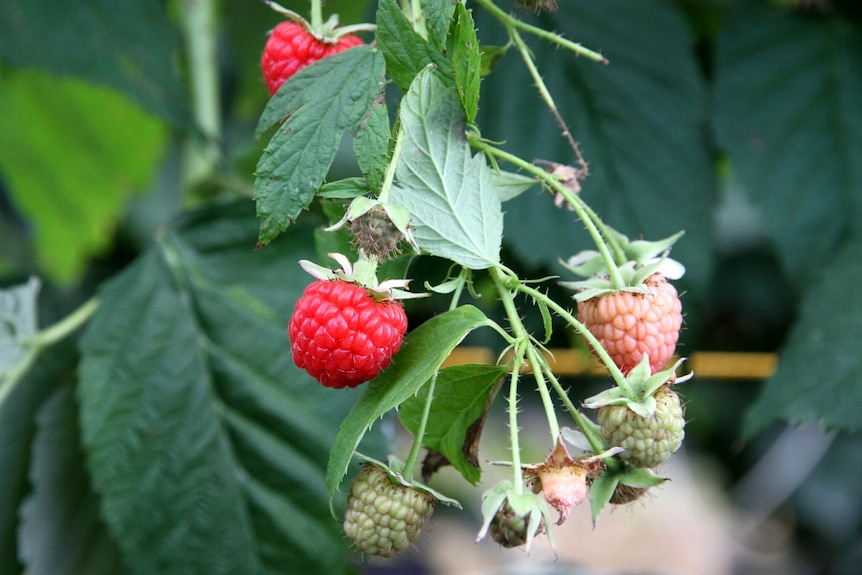 Ripe and half ripe raspberries hanging on a plant. 