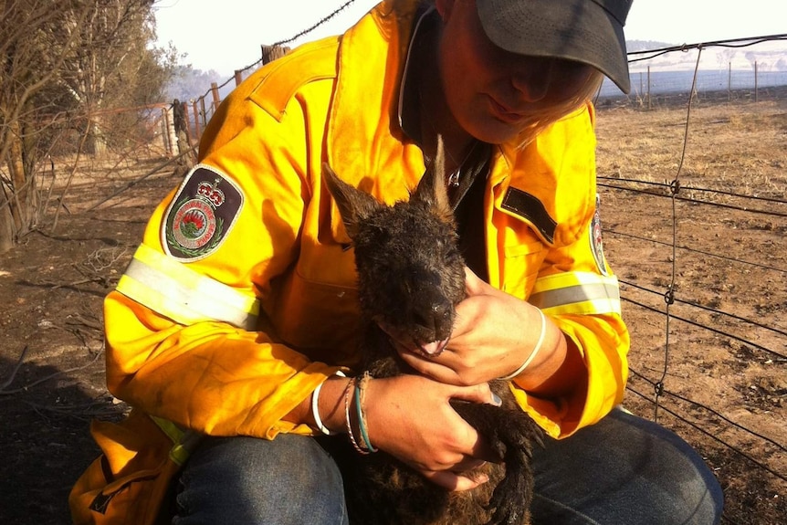 Wallaby injured in bushfires is assisted by RFS member