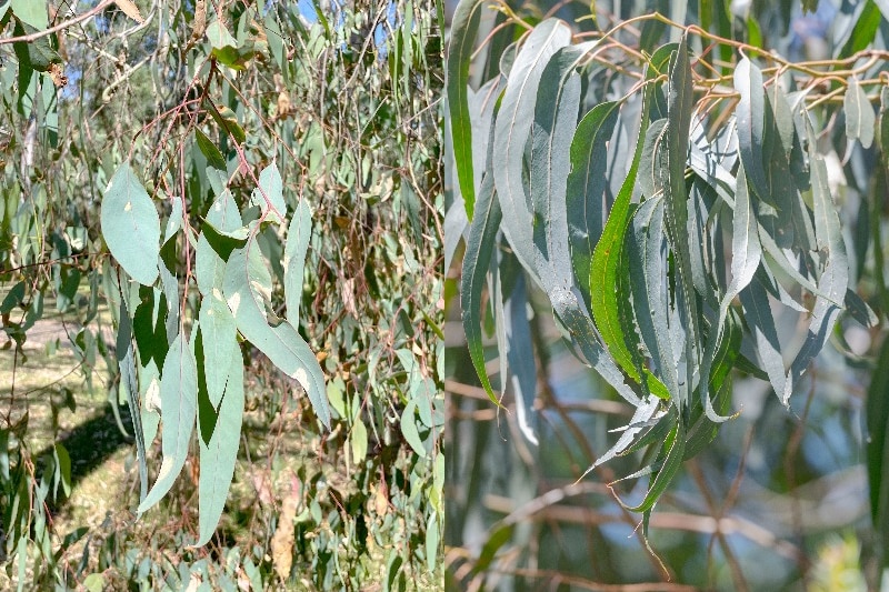 Composite image of red gum leaves on left, blue gum leaves on right.