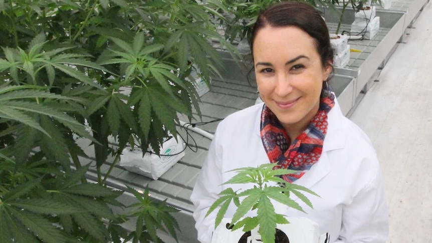 One of the greenhouses at Cannatrek’s Toowoomba medicinal cannabis facility. Emily is holding a plant and smiling.