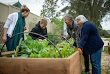 Two men and two women look at a raised vegetable garden