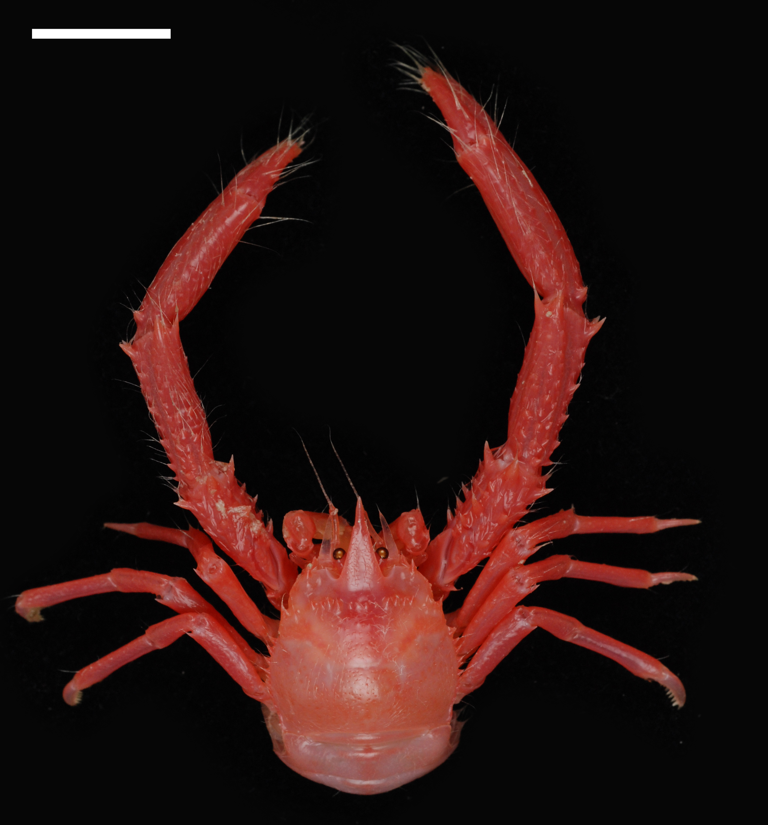 A red crustacean that looks like a cross between a lobster and a crab