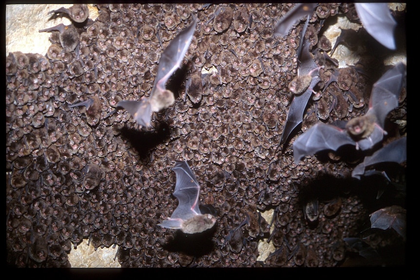 Thousands of tiny bent wing bats hanging from a cave roof 