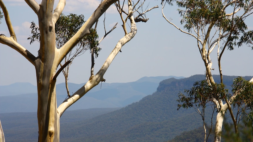 Gum trees in the blue mountains