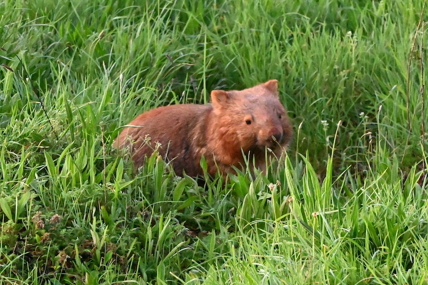 A wombat stands in long grass.