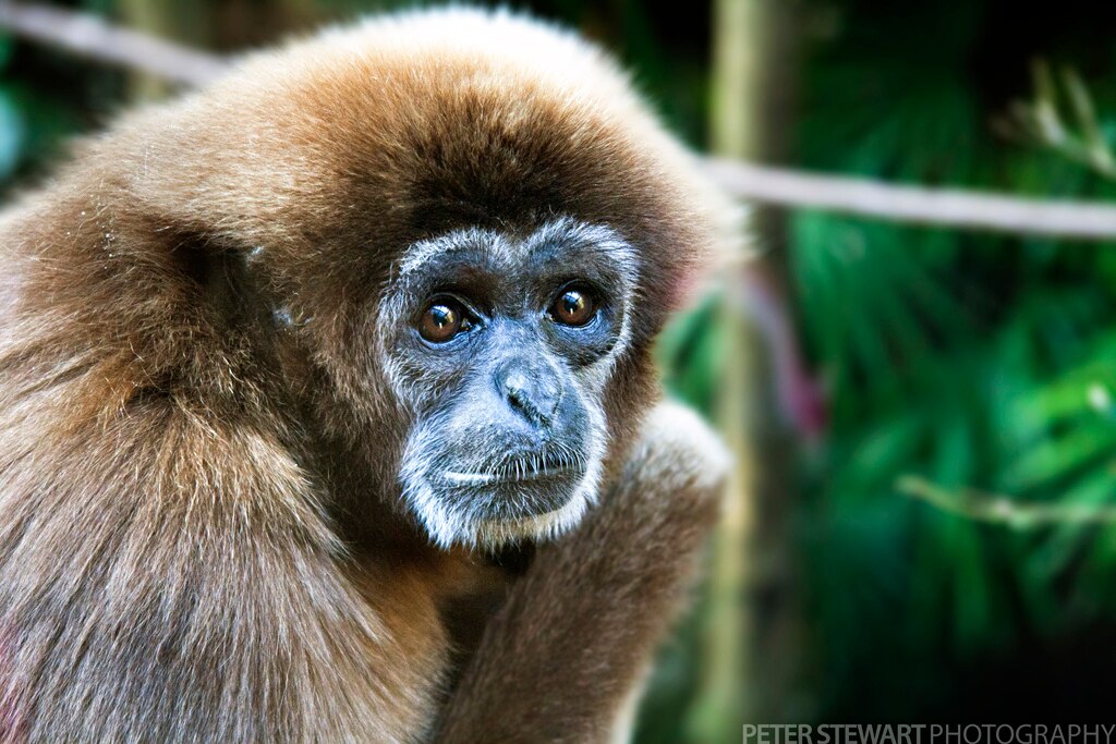 A close up image of a white-handed gibbon