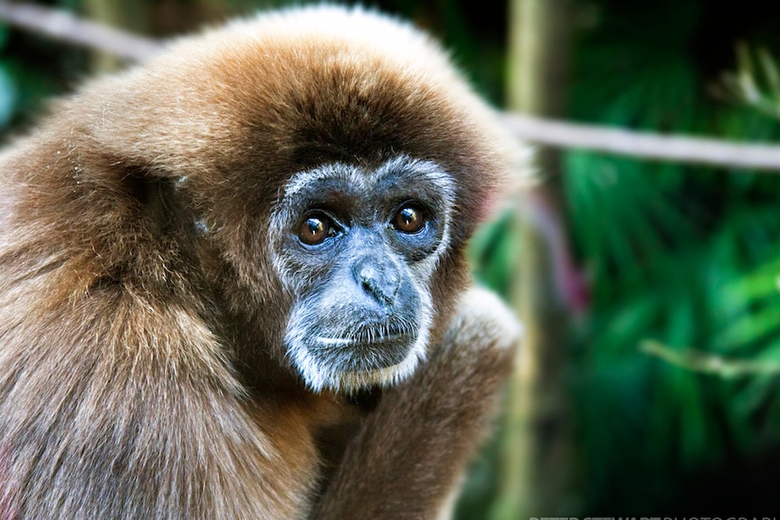 A close up image of a white-handed gibbon