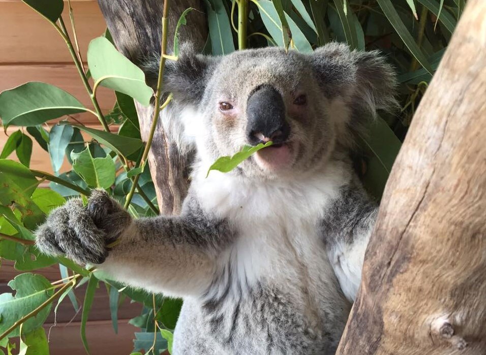 Drought forcing koalas to migrate and fall victim to green ant attacks