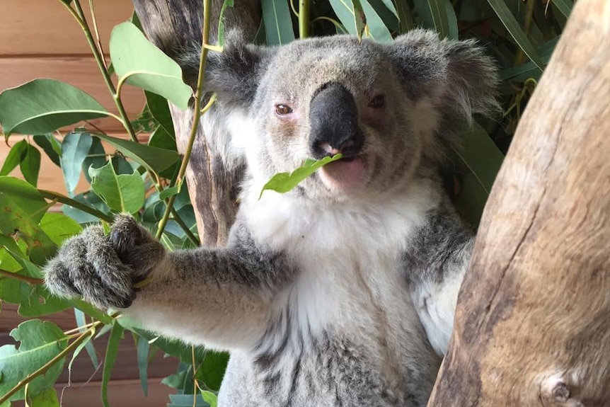 A koala eats a eucalptus leaf while sitting on a tree branch inside a koala hospital